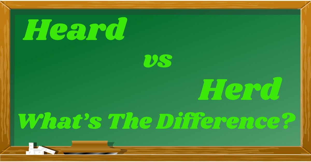 heard-vs-herd